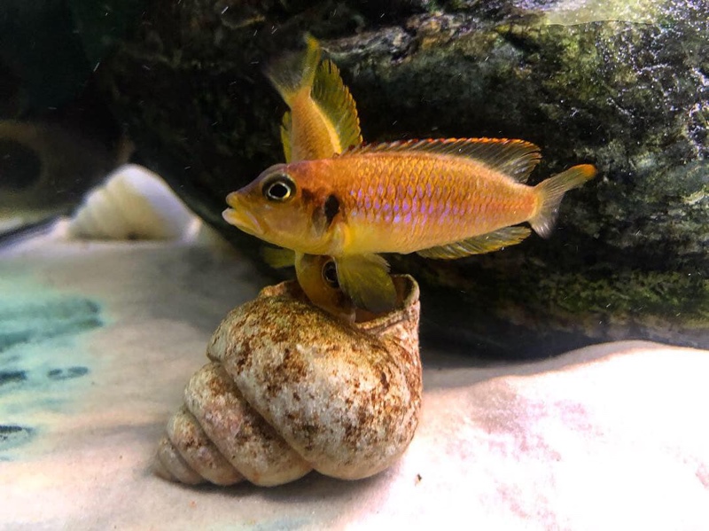 Lamprologus ocellatus 'Gold'